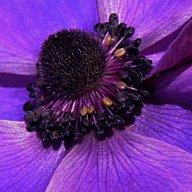 anemone