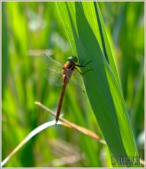 Libellule aeschne isocèle