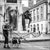 Les éléphants