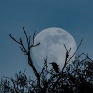 La lune et le Héron